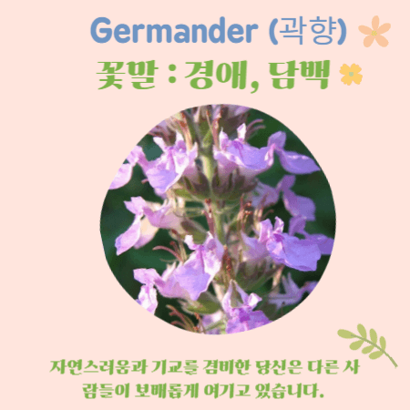 wall germander 꽃말