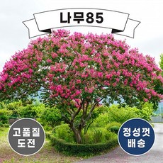 (나무85) 배롱나무(백일홍) R3, 1개 – 추천 BEST 10